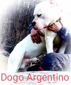 5084840  Dogo argentino